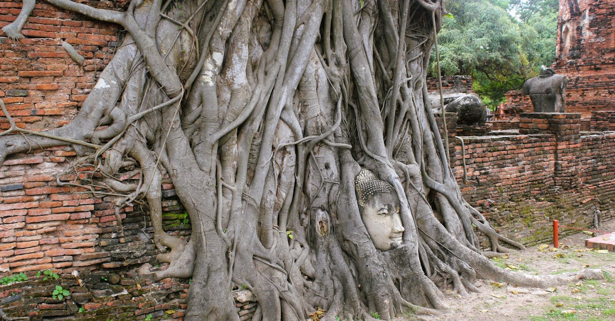 découvrez art roots, une plateforme dédiée à l'exploration des origines de l'art, mettant en lumière les artistes, mouvements et influences qui façonnent la création artistique à travers les époques.